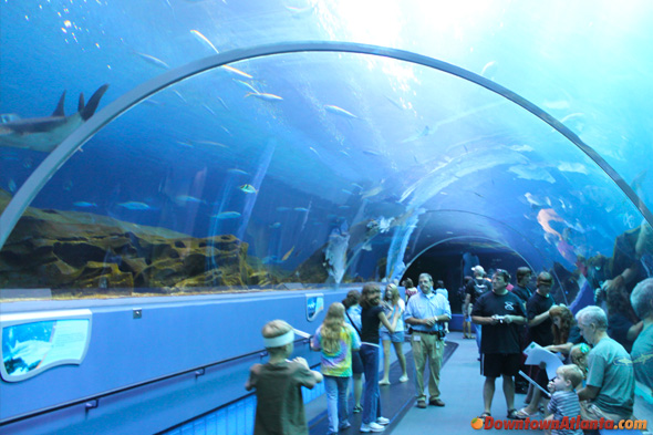 aquarium tunnel Akuarium Terbaik di Dunia