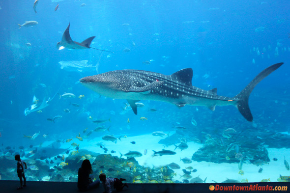 Whale Shark